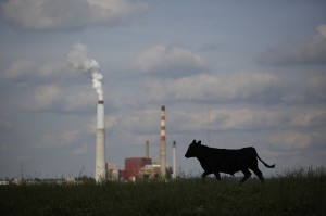 A cow grazes in a pasture near a coal-fired power plant earlier this year in Harrodsburg, Kentucky. Credit: Luke Sharrett for the New York Times