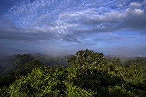 A Costa Rican Forest Credit: Adriana Zehbrauskas for The New York Times 