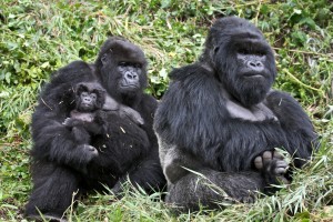 A gorilla family Credit: explore.org