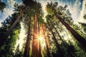 California big trees. Credit: Shutterstock