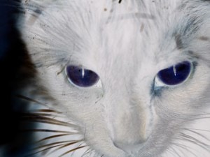 A cat seen in the ultra-violet range which research shows cats can perceive.