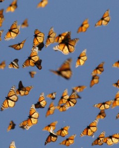 The migration of the Monarch butterflies is one of the great nature events, and it is now breaking down thanks to human activity. Credit: Live Science