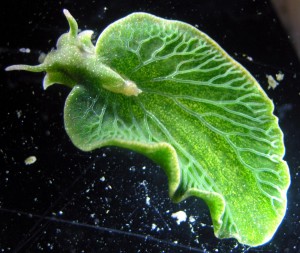 The rich green color of the photosynthesizing sea slug, Elysia chlorotica, helps to camouflage it on the ocean floor. view more Credit: Patrick Krug