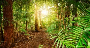 Australian rain-forest in late afternoon. Credit: Shutterstick