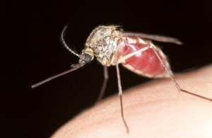 Malaria is caused by Plasmodium parasites transmitted by a bite from infected Anopheles mosquitoes.