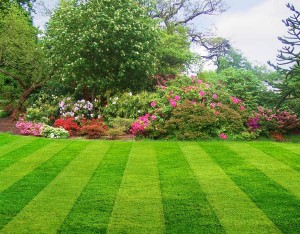 Lawn image