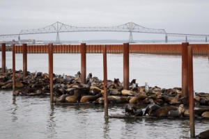 Two Oregon teenagers have filed a lawsuit that claims public resources must be protected for future generations and state officials have violated that doctrine by failing to protect Oregon's air from the impacts of climate change. Pictured, marina docks in Astoria, Oregon, March 29, 2015.  Credit: Reuters 