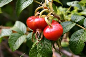 Rose hips Credit: carey235.blogspot