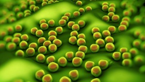 A close-up of the methicillin-resistant Staphylococcus aureus (MRSA) bacteria, which is commonly found on supermarket pork.  Credit: www.royaltystockphoto.com/Shutterstock