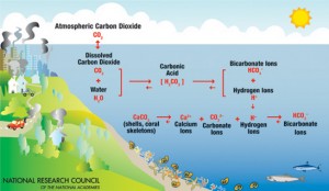 Ocean acidification