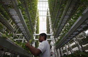 The Sky Greens vertical farm in Singapore. Credit: Edgar Su/Reuters