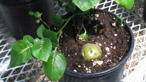 This May 10, 2013, file photo shows a genetically engineered potato poking through the soil of a planting pot inside J.R. Simplot's lab in southwestern Idaho. The Agriculture Department has developed the first government certification and labeling for foods that are free of genetically modified ingredients. USDA's move comes as some consumer groups push for mandatory labeling of genetically modified organisms, or GMOs.  Credit: AP Photo/John Miller, File