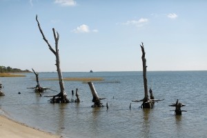 Remains of trees in a coastal ghost forest display rising sea levels on Assateague Island in Virginia. A new study suggests that sea levels have risen faster since 1993 than in previous decades.  Credit: Kevin Lamarque/Reuters