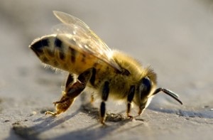 Bees are threatened all over the world, and planting flowers is one easy way to help them.  Credit: Linda Davidson/The Washington Post