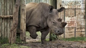 A northern white rhino leaves her pen to graze in the Ol Pejeta Conservancy in Kenya. She is one of about half a dozen of her kind left in the world, and all live in zoos or on protected lands. The species is doomed to extinction, and many others may follow, scientists warn in a new study. Credit: Los Angeles Times