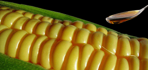 corn