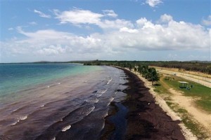 Large quantities of seaweed lays ashore at the 'Playa Los Machos' beach, in Ceiba, Puerto Rico, Aug. 8, 2015. Credit: Ricardo Arduengo/AP