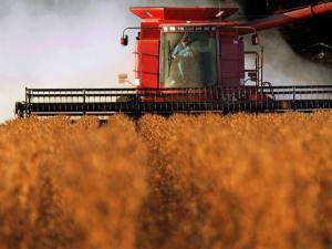 The experts looked at production of the world's most important commodity crops - maize, soybean, wheat and rice - and how droughts, floods and storms might impact it in future. Credit: AP