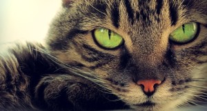 Green-eyed-cat-Shutterstock-800x430