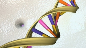 The DNA double helix. Credit: AFP PHOTO