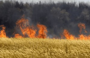 Hungary-Burns-Monsanto-Crops-740x477