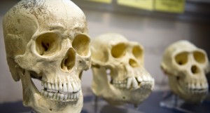 Three-skulls-in-a-row-showing-humans-evolution-Shutterstock-800x430