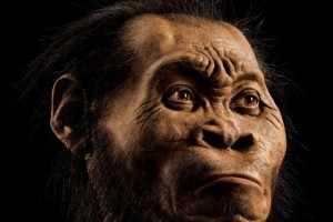 homo-naledi