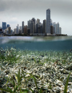 The report shows steep declines in coral reefs, mangroves and seagrasses that support marine food webs and provide valuable services to people. Credit: vilainecrevette / Fotolia