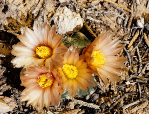  Pediocactus despainii, a highly endangered cactus limited to a small strip overlooking Utah's San Rafael Swell, spends most of its life underground, emerging for only a few days to flower before retracting into the desert sand. Credit Paul Alan Cox 