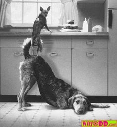 dog helping dog