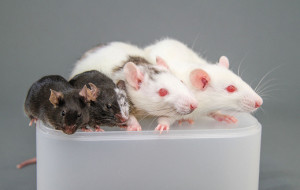 Injecting cells from one species into the embryo of another creates mixtures called chimeras. From left to right: an ordinary mouse, a mouse that’s partly rat, a rat that’s partly mouse, a white rat. Credit: MIT Technology Review