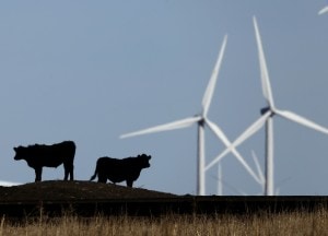 Cattle graze in a pasture against a backdrop of wind turbines which are part of the 155 turbine Smoky Hill Wind Farm near Vesper, Kan. Credit: Charlie Riedel/AP