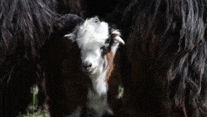 Cashmere goat