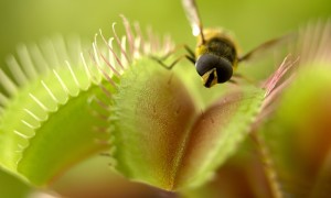 Close up of fly standing on venus flytrap  Credit: Adam Gault/OJO