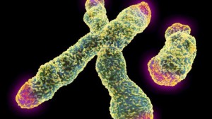 _79441705_x_and_y_chromosome_with_telomeres-spl-1