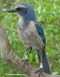 Florida State Blue Jay