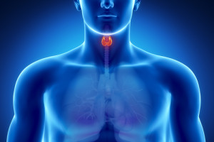 Thyroid