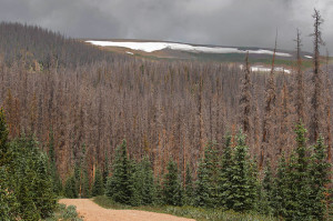 A 100,000-acre spruce beetle kill drapes this alpine mountain park like a heavy wool blanket. Except for a green strip of young trees along the old logging roads that crisscross forested areas like these, 90 percent or more of the rest of the forest has been killed. Groundhog Park, La Garita Range, Rio Grande National Forest, south central Colorado, elevation 11,000 feet. Background: Mesa Mountain, elevation 12,994 feet. Credit: Bruce Melton