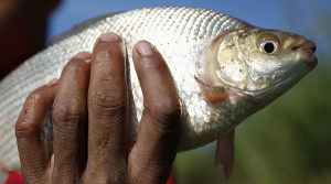 Poisoned fish from Puget Sound Credit: Carlos Garcia Rawlins / Reuters