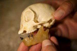 Placed in a wax jaw, fossil teeth belonging to Panamacebus transitus are compared with those of a modern female tufted capuchin, Cebus apella, in this picture courtesy of the Florida Museum of Natural History.   Credit: Florida Museum of Natural History/Kristen Grace/Handout via Reuters