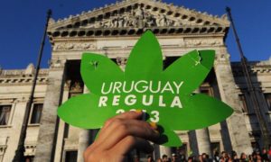 Uruguay marijuana