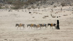 A Yemeni woman walks with donkeys carrying water gerry cans in Yemen's volatile province of Marib. Credit: Ali Owidha/Reuters