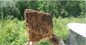 bees in comb