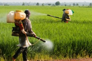 he Center for Biological Diversity, as well as a number of farmworkers, child-safety and environmental advocacy groups, sent a letter to the EPA last month urging it to ban several organophosphate pesticides that are currently under review.