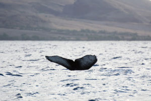 A whale swims in the Pacific Ocean, off the coast of Maui, on December 21, 2014. Credit: Derek