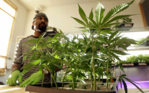  Harborside Health Center employee Gerard Barber stands behind medical marijuana clone plants at Harborside Health Center in Oakland, Calif. Law and order may soon be coming to the Wild West of Weed. A California lawmaker has introduced legislation to regulate the state’s free-wheeling medical marijuana industry, the farmers that grow the drug, the hundreds of storefront shops that sell it and especially the doctors who write recommendations allowing people to use it. Credit: AP /Jeff Chiu