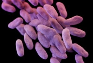 CRE, a family of bacteria pictured in this illustration, is considered one of the deadliest superbugs because it causes infections that are often resistant to most antibiotics. Credit: Centers for Disease Control and Prevention/Reuters