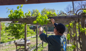 Jacob Butler checks on grapes in the Salt River Pima-Maricopa Indian Community garden. YES! Credit: Tristan Ahtone. 