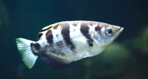 Archerfish