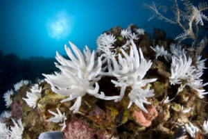 Bleached Leather Corals, Sinularia sp., Buyat Bay, North Sulawesi, Indonesia